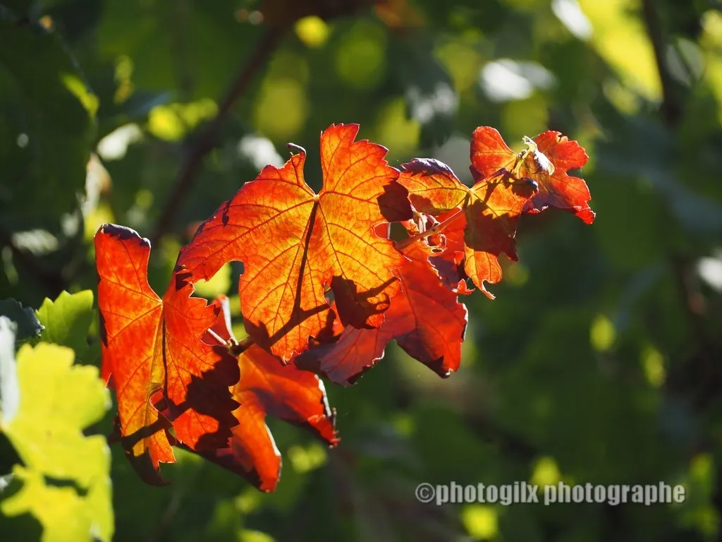 automne var
