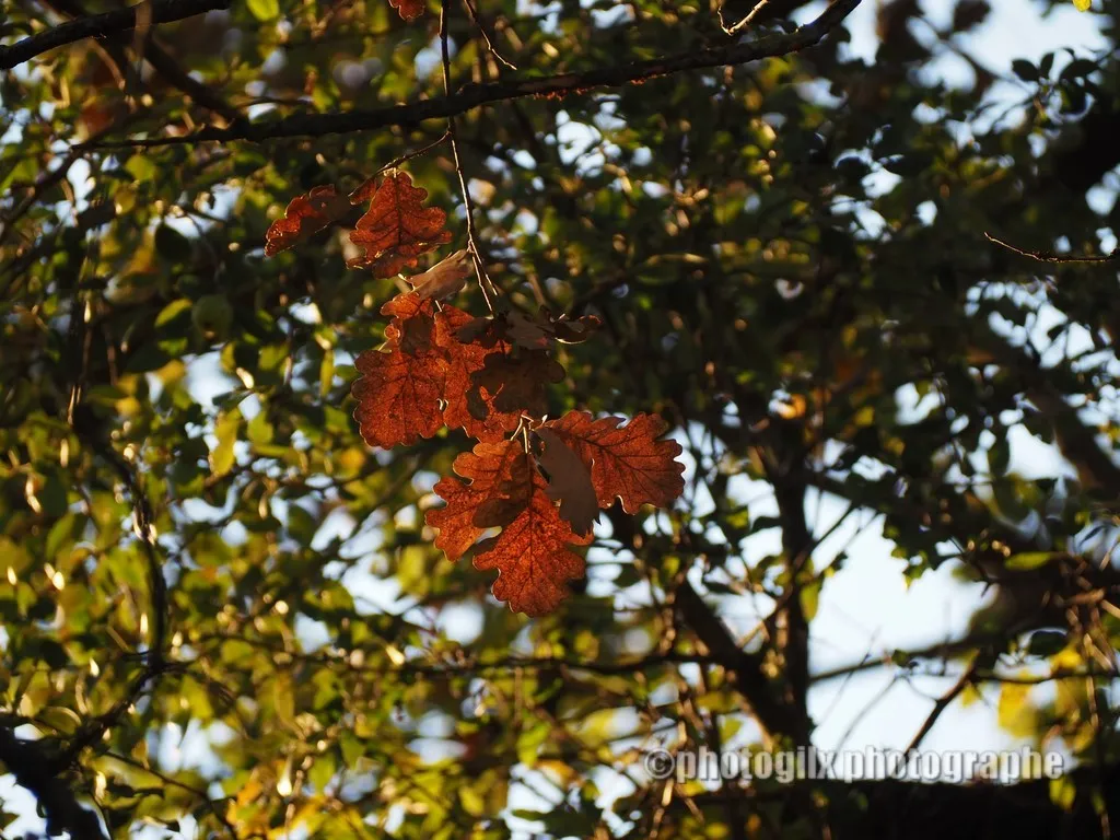 automne var