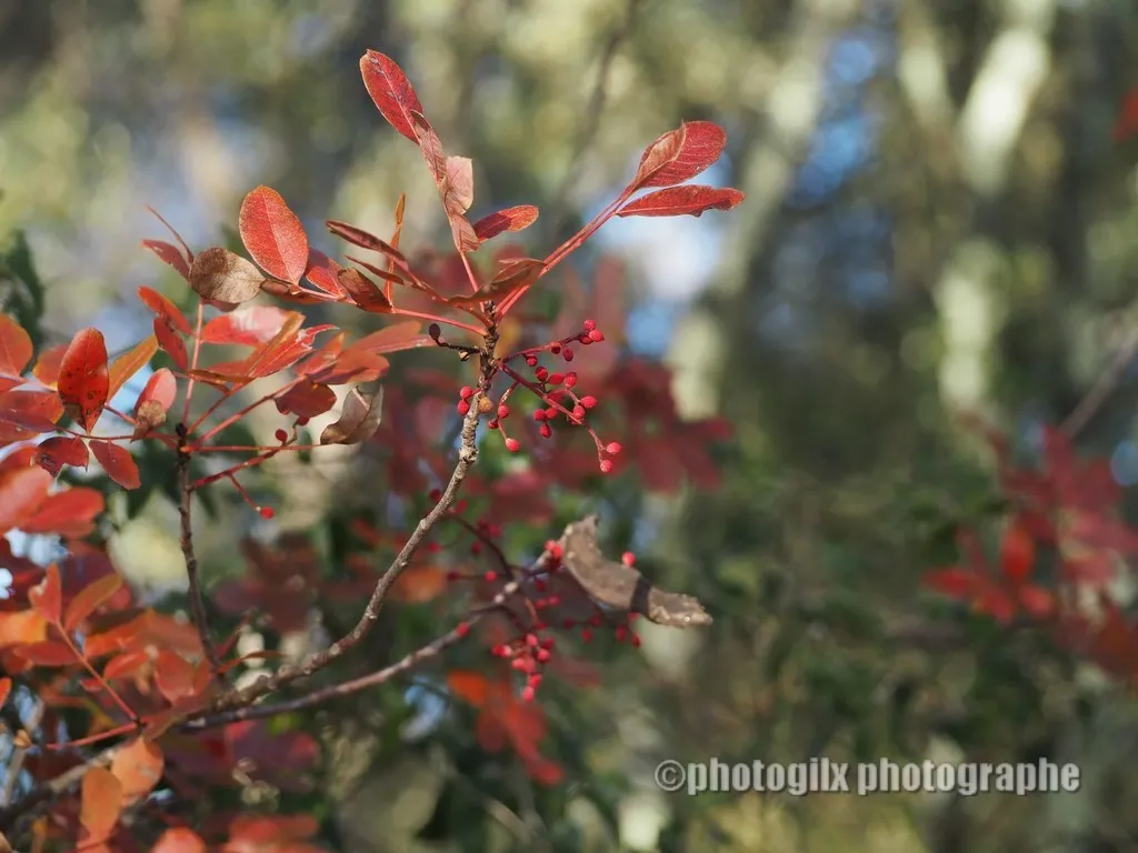 automne var