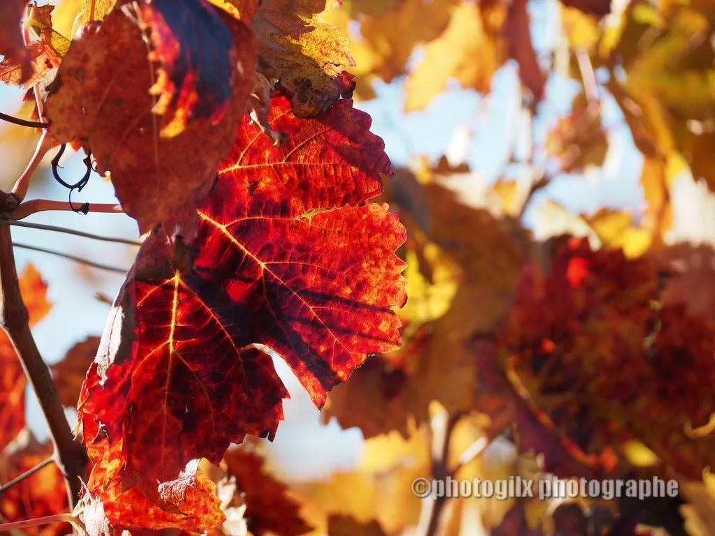 automne var