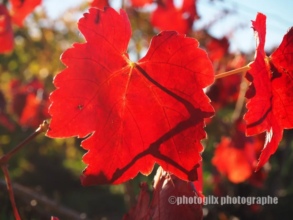 automne var