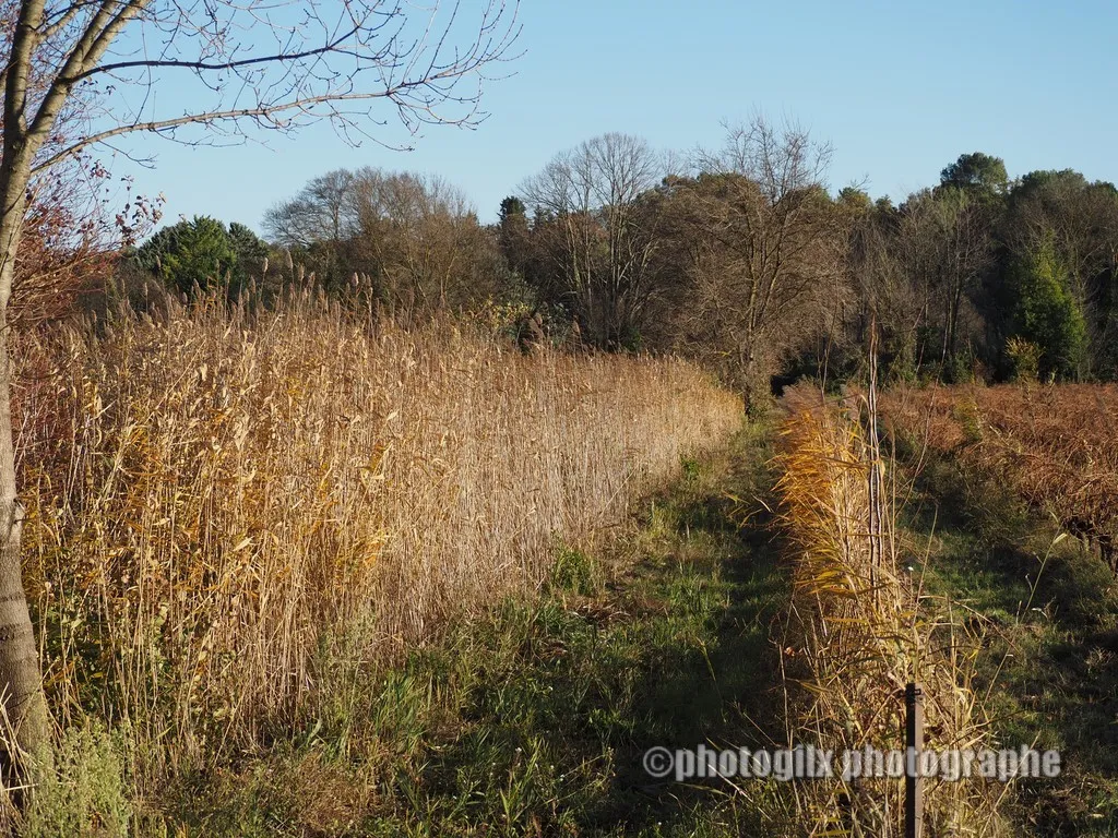 automne var