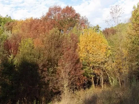 automne var