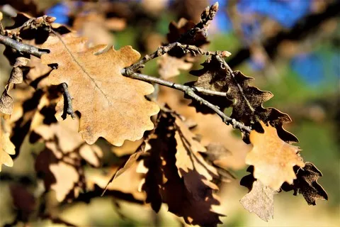 automne var