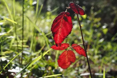 nature var