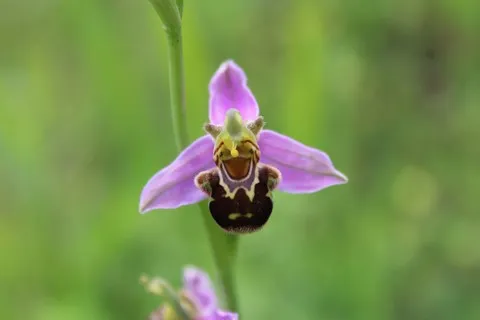 nature var