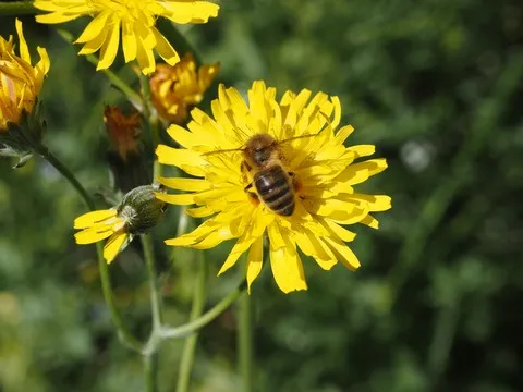 nature var
