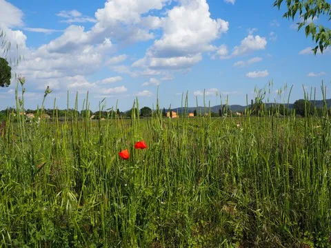 nature var