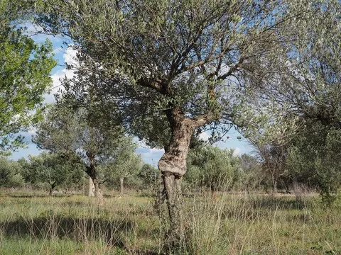 nature var