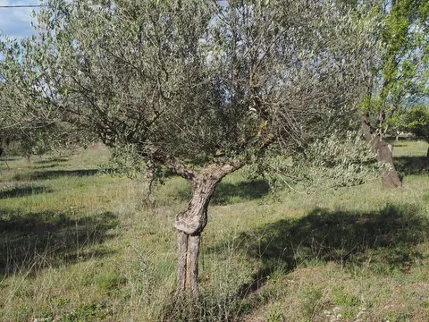 insolite var