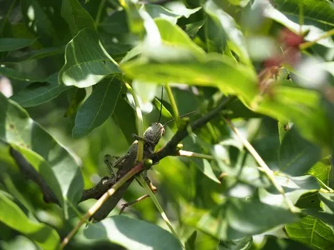 nature var