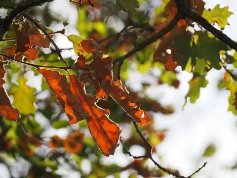 nature var
