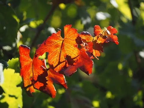 automne var