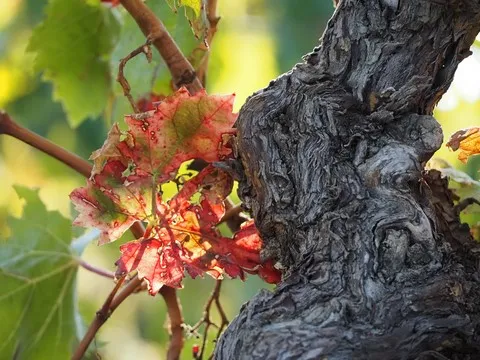 nature var