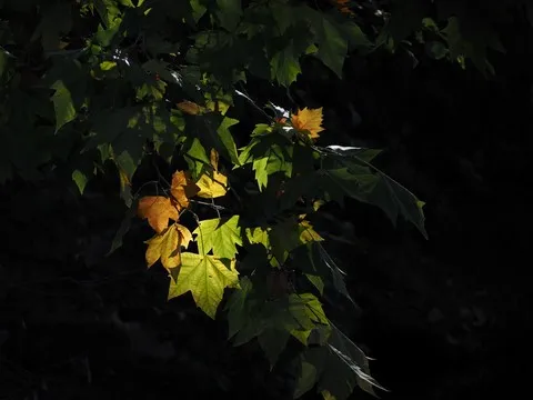 nature var