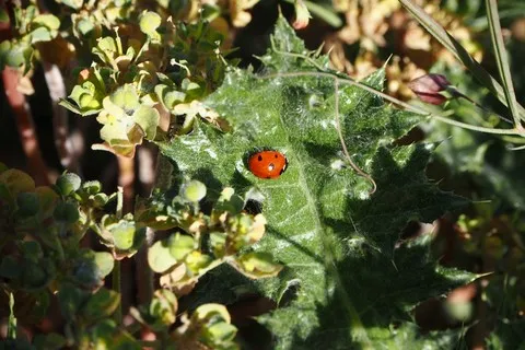 nature var