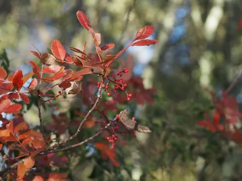 automne var
