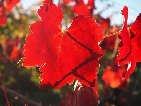 automne var