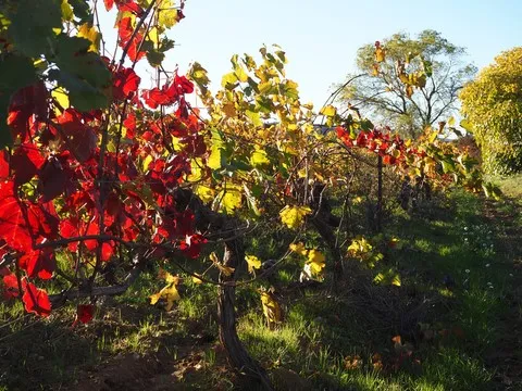 automne var