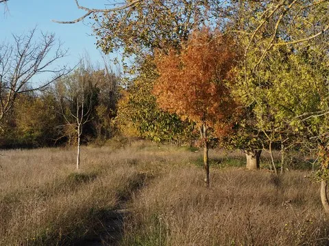 automne var