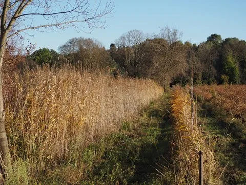 automne var