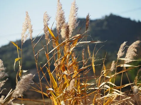 automne var