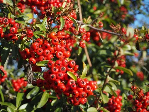 automne var